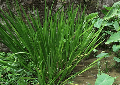 Vekhand - Mosquito Repellent, Bacha, Vacha, Wekhano,Sweet Flag