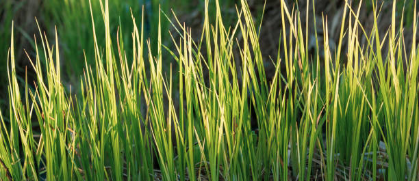 Acorus gramineus ‘Variegatus’