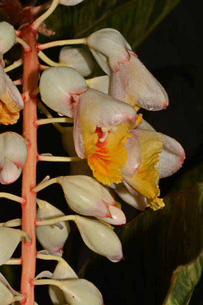Alpinia calcarata