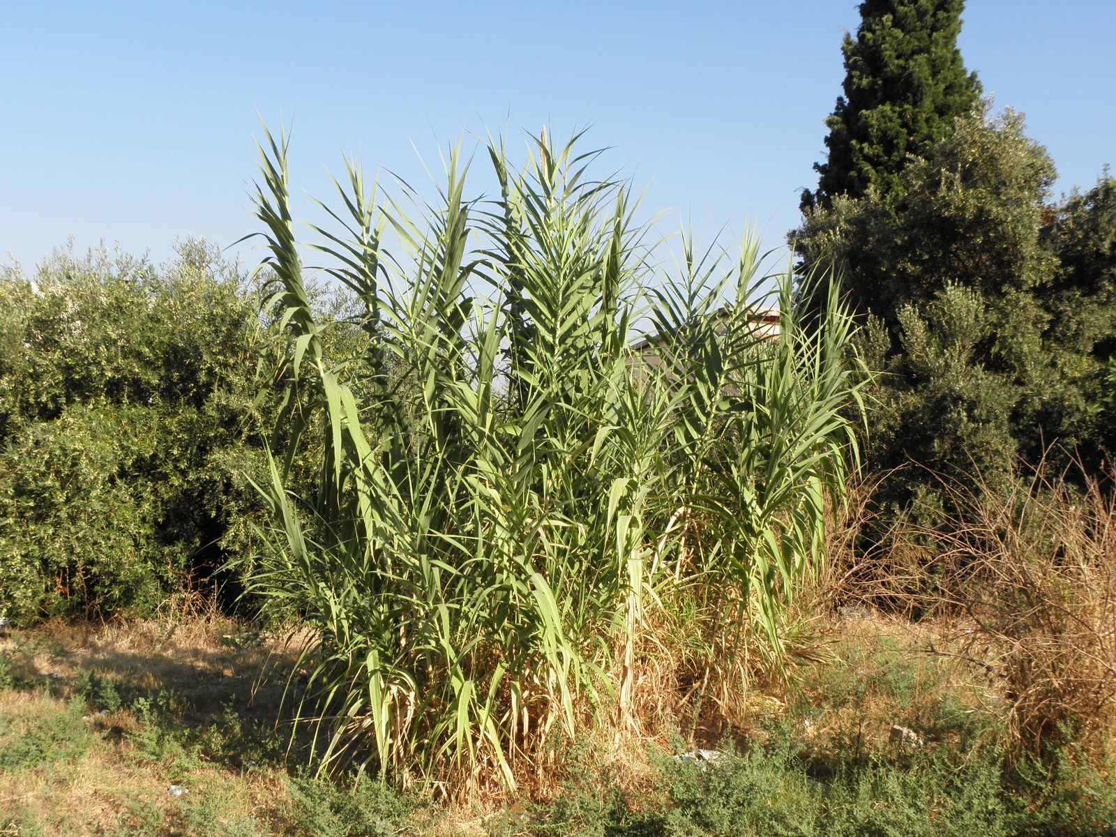 Arundo donax
