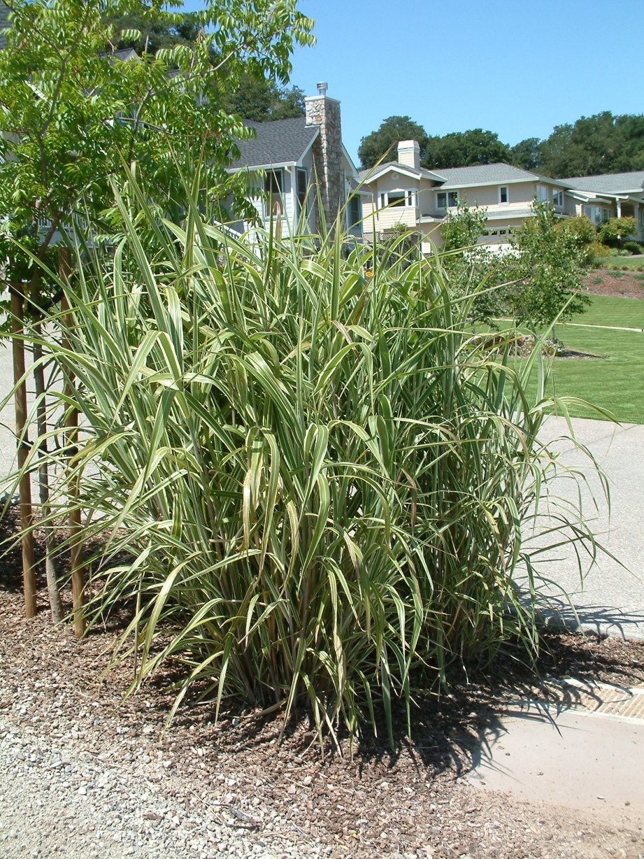 Arundo donax ‘Versicolor’