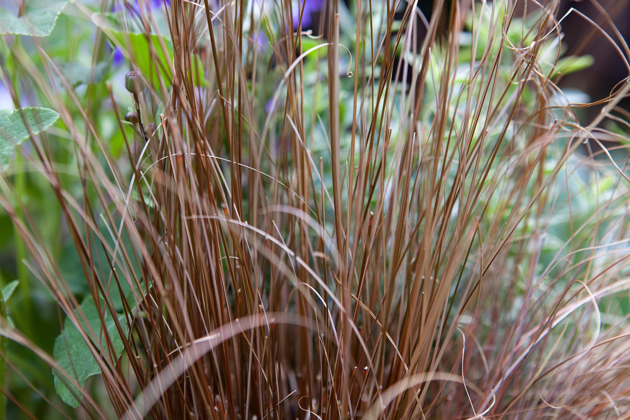 Carex bronze (horticultural variety of Carex)