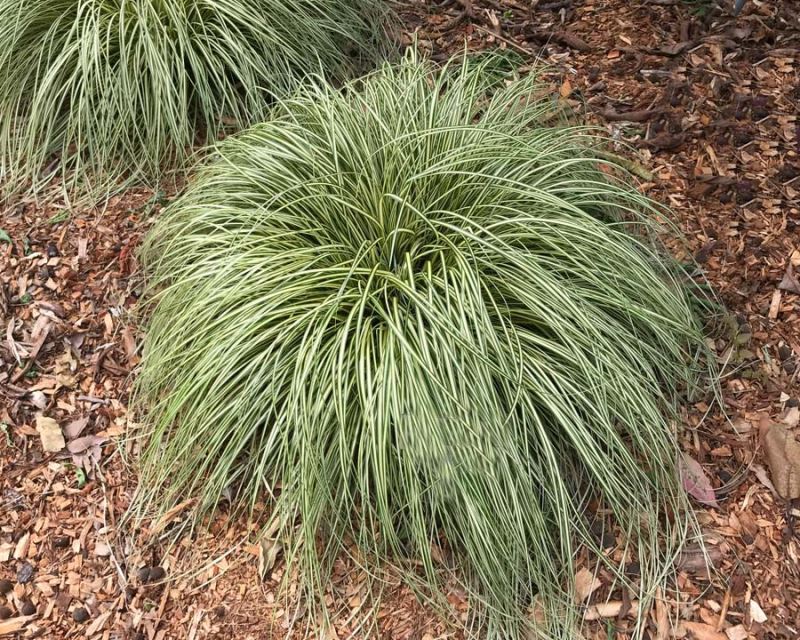 Carex morrowii variegata