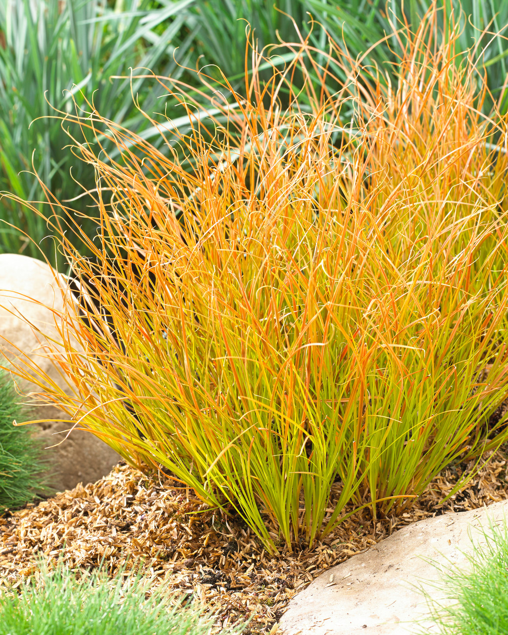 Carex priarie fire