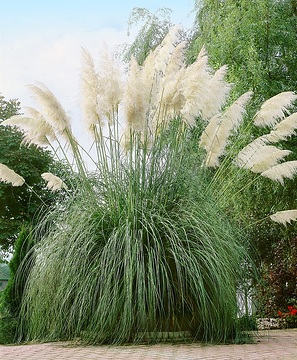 Cortaderia selloana (C. argentea)