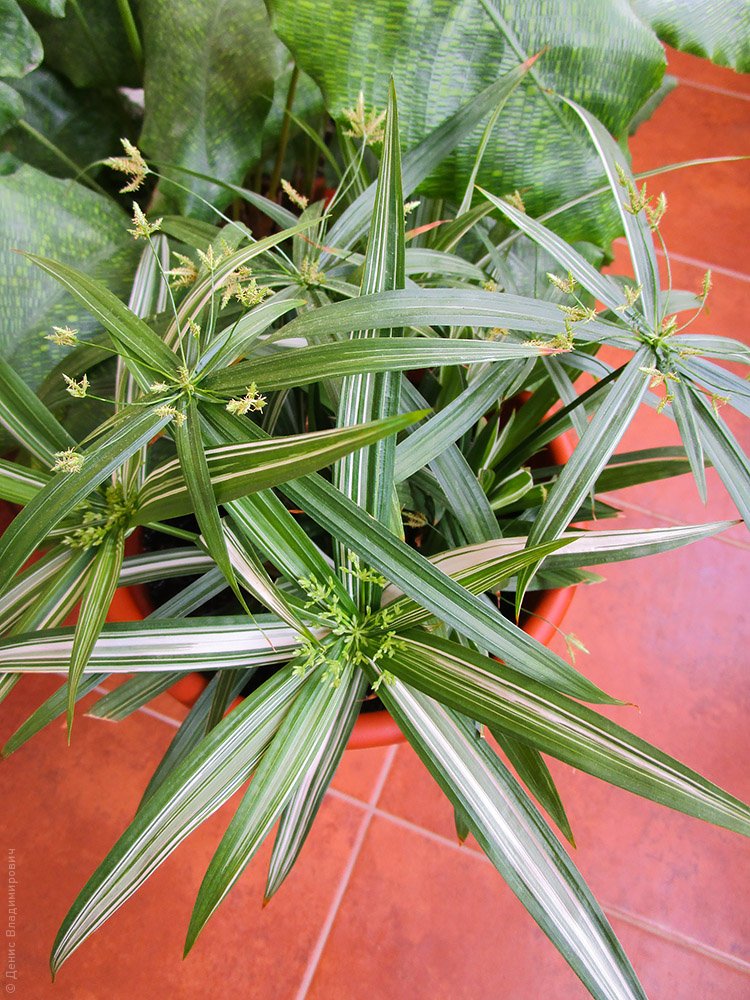 Cyperus albostriatus variegatus