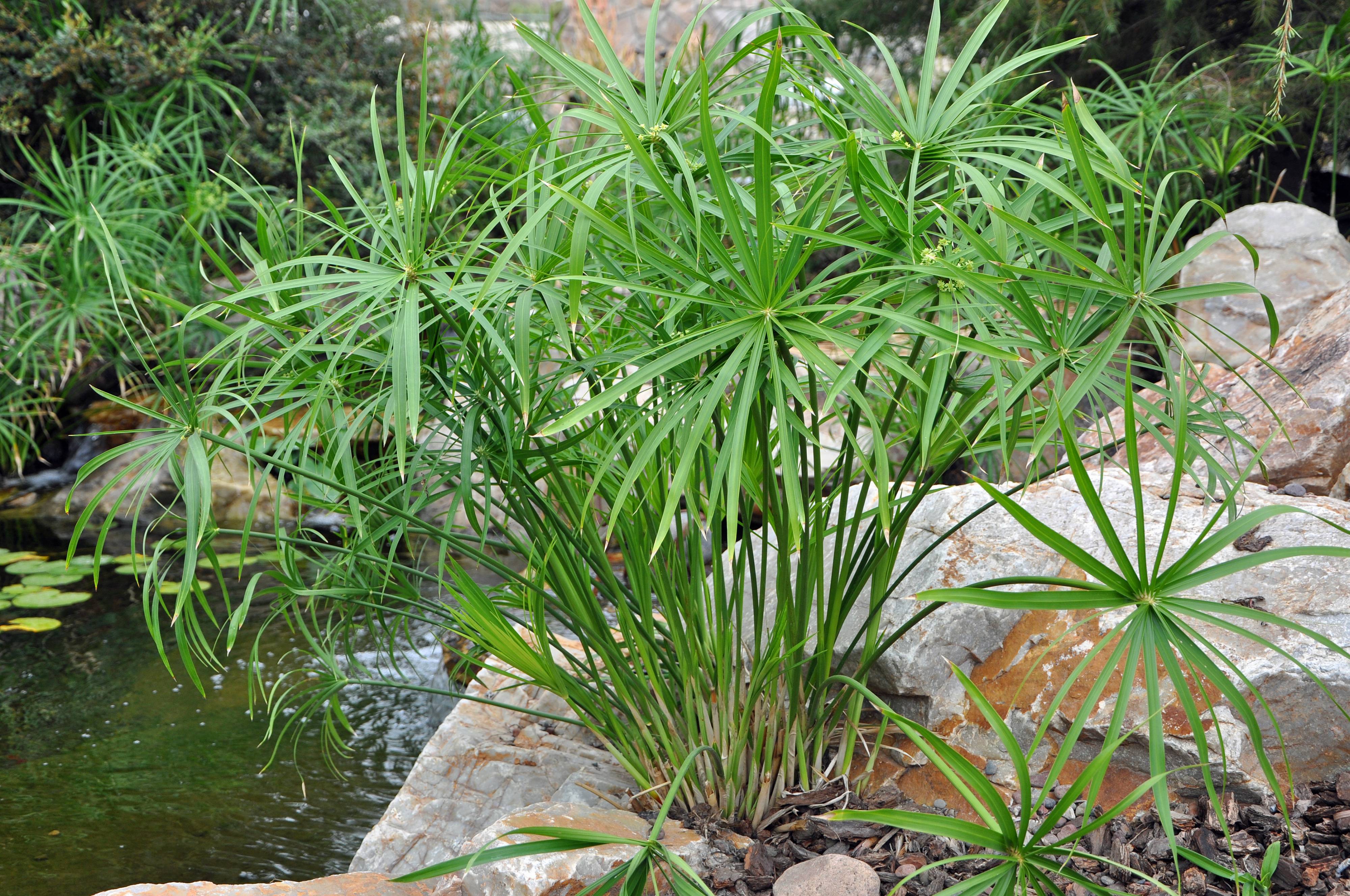 Cyperus alternifolius