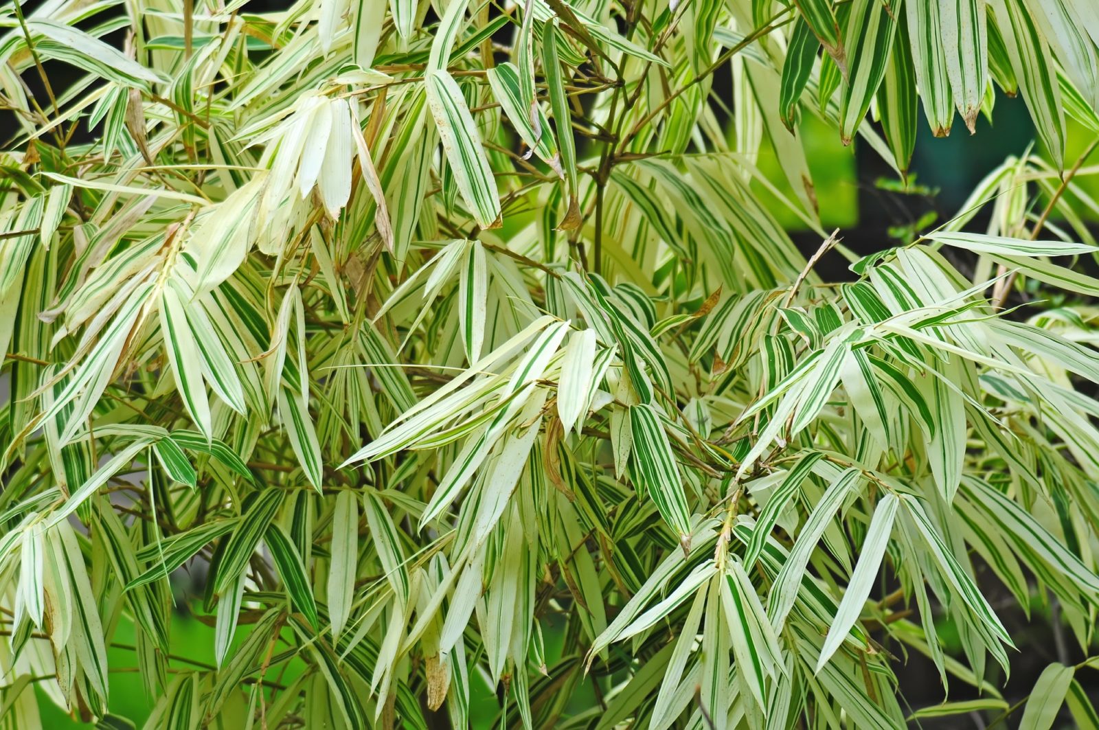 Cyperus alternifolius variegata