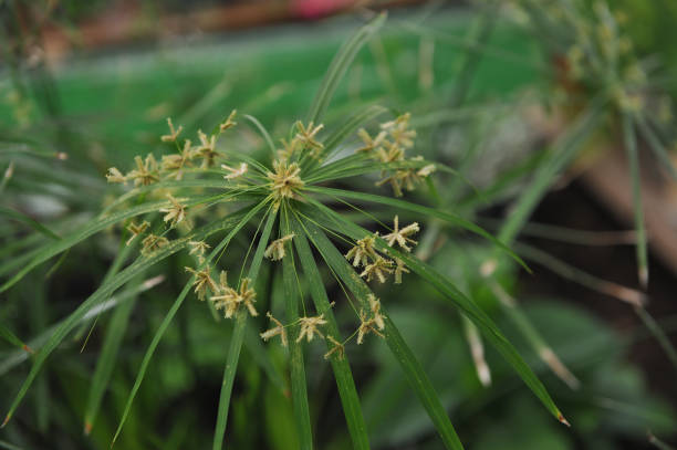Cyperus diffusus