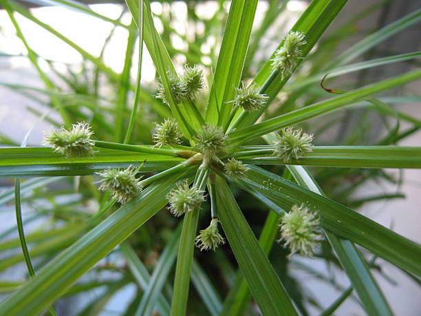 Cyperus isocladus