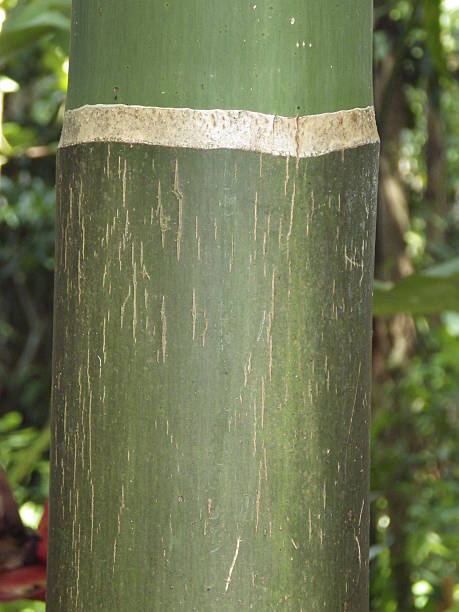 Dendrocalamus giganteus