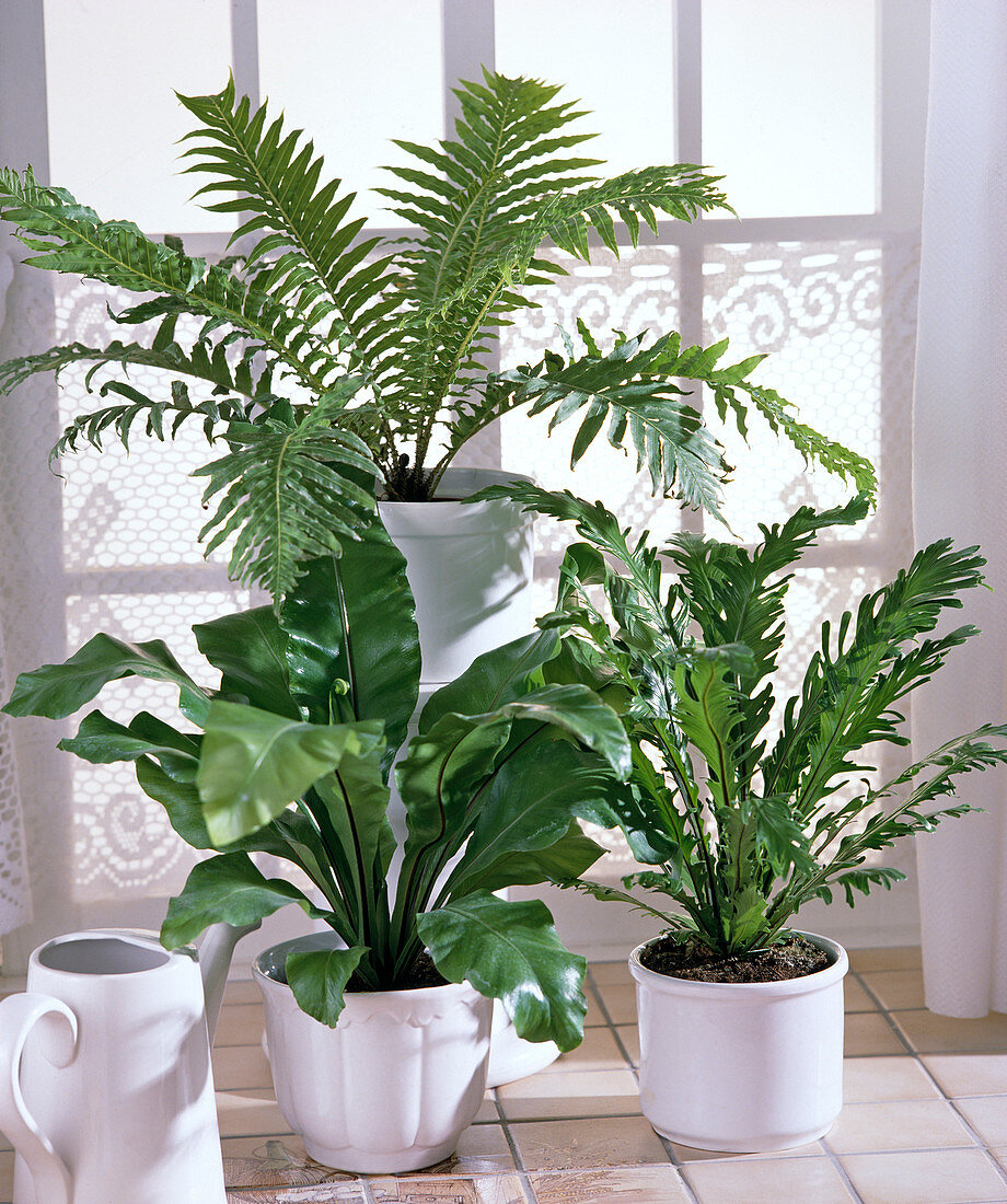 Asplenium nidus fimbriatum