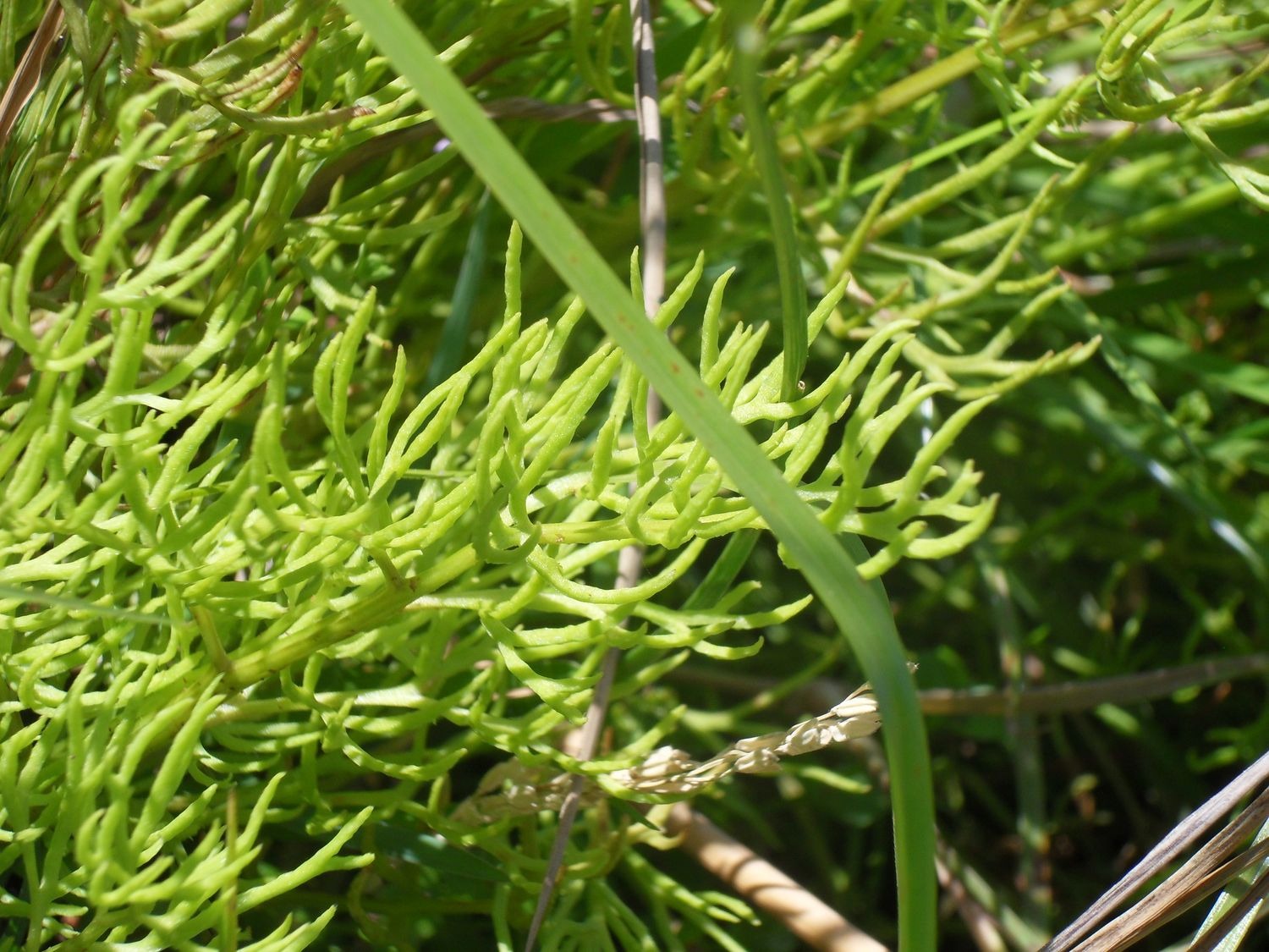 Ceratopteris thalictroides