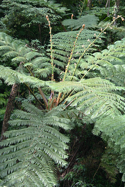 Cyathea species