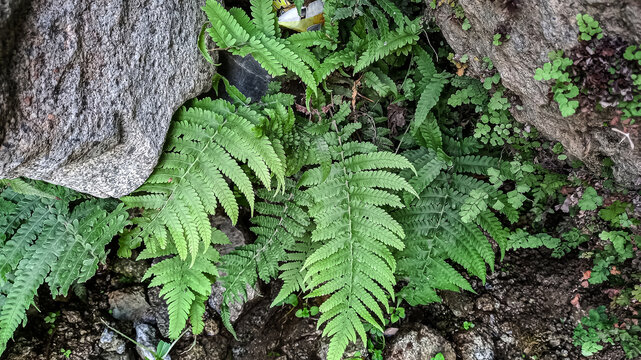 Davallia trichomanoides