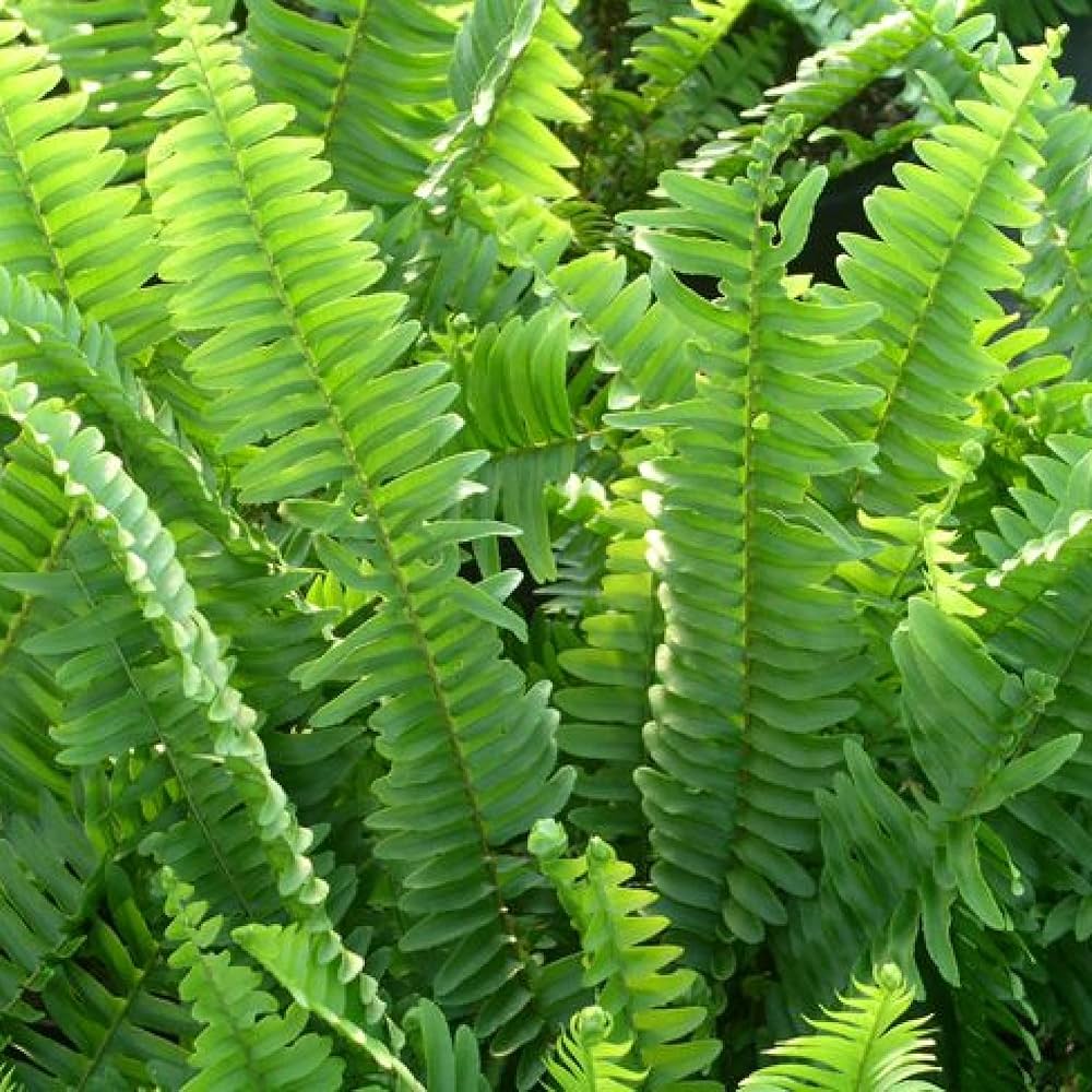 Nephrolepis acuminata