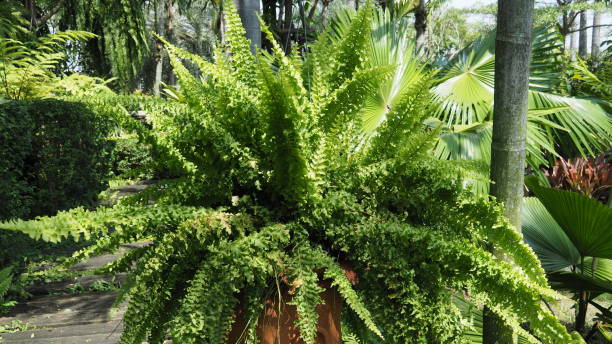 Nephrolepis cordifolia