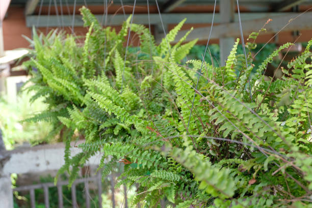 Nephrolepis dentata aurea